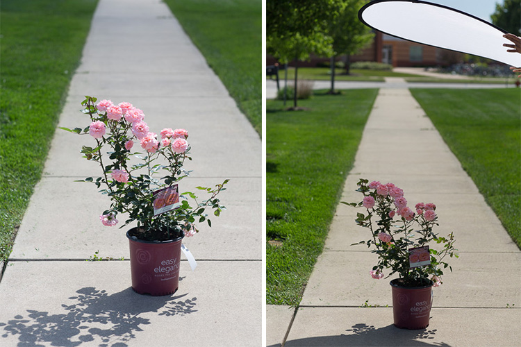 The secret to photography is backlit in the bright sunny days Picture 8