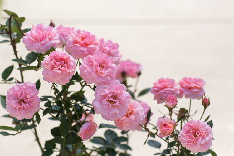 The secret to photography is backlit in the bright sunny days Picture 9