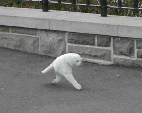 The series of funny photos that Google Maps has recorded across the world streets Picture 29