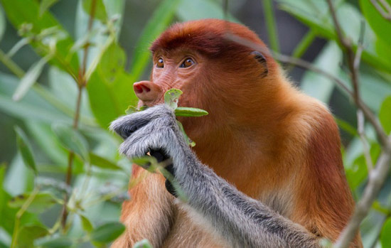 The series of photos shows the natural world with many things we don't know Picture 10