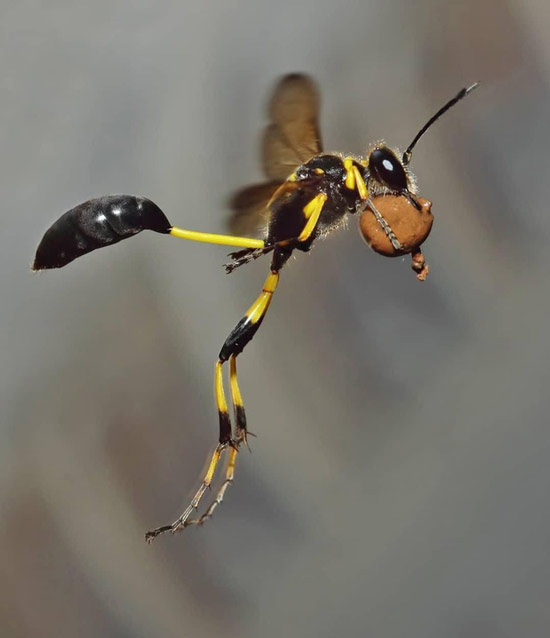 The series of photos shows the natural world with many things we don't know Picture 8