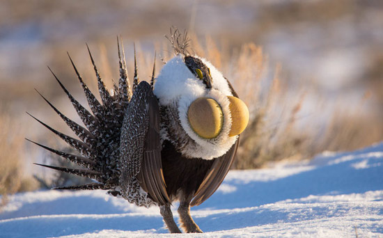 The series of photos shows the natural world with many things we don't know Picture 9