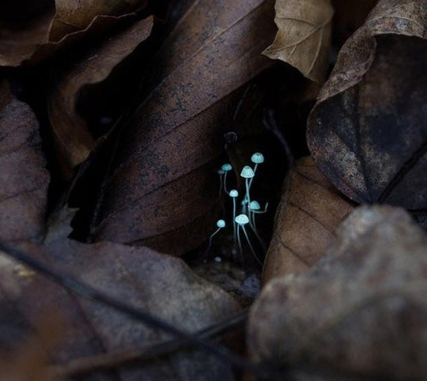 The series of pictures showing the world filled with wonders, the imagination of people is far from catching up Picture 7