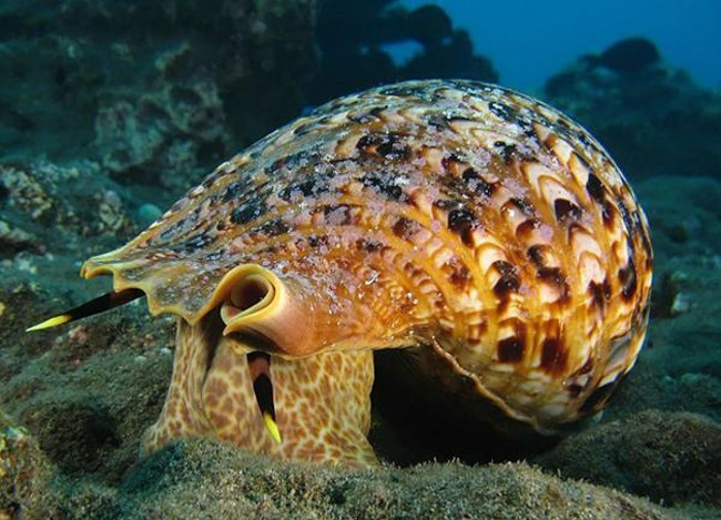 The slug race - the strange slow-motion race in human history Picture 2
