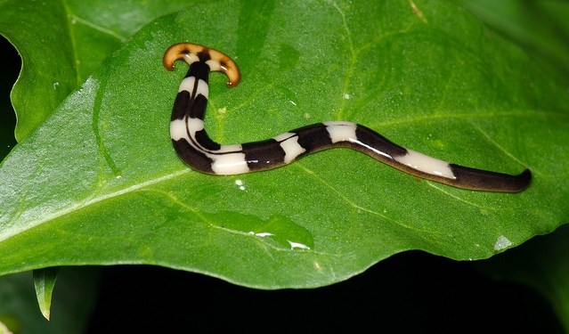 The strange creature re-grows its head, turning its prey into water Picture 3