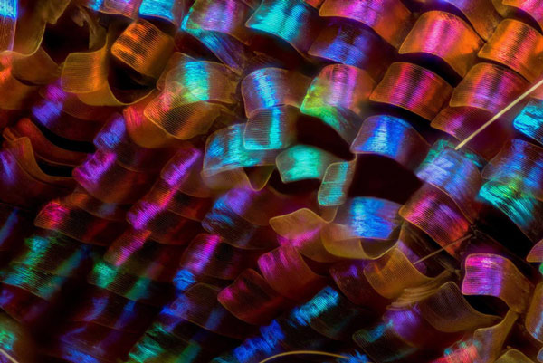 The stunning beauty of the small world under the microscope through Nikon Small World Photomicrography winning photos 2018 Picture 12