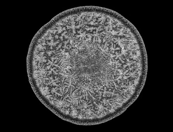 The stunning beauty of the small world under the microscope through Nikon Small World Photomicrography winning photos 2018 Picture 7