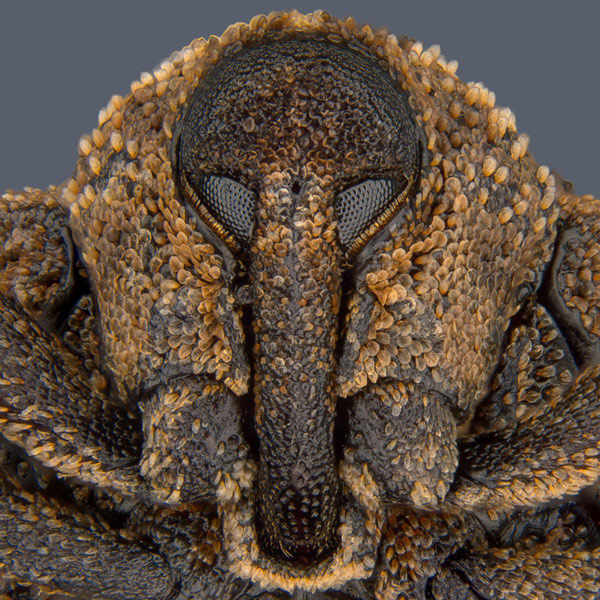 The stunning beauty of the small world under the microscope through Nikon Small World Photomicrography winning photos 2018 Picture 8