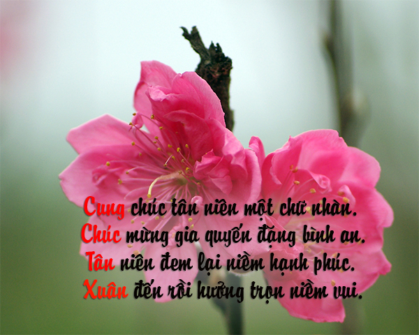 The Tet Holiday cards are not to be missed Picture 24