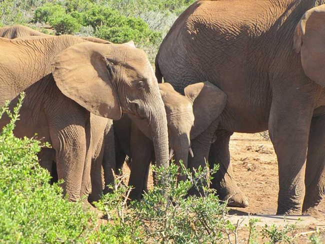 The truth about the 'she' elephants in the elephant world Picture 5