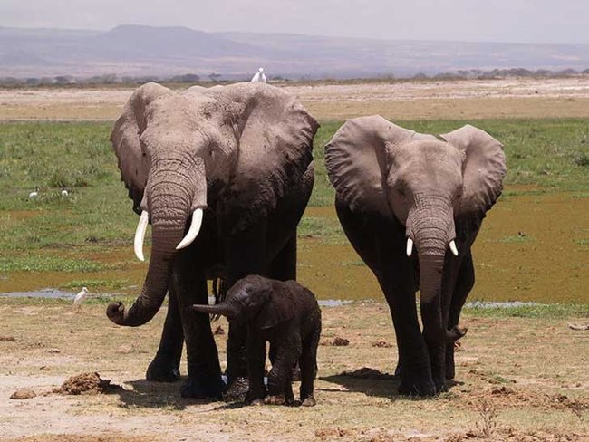 The truth about the 'she' elephants in the elephant world Picture 7