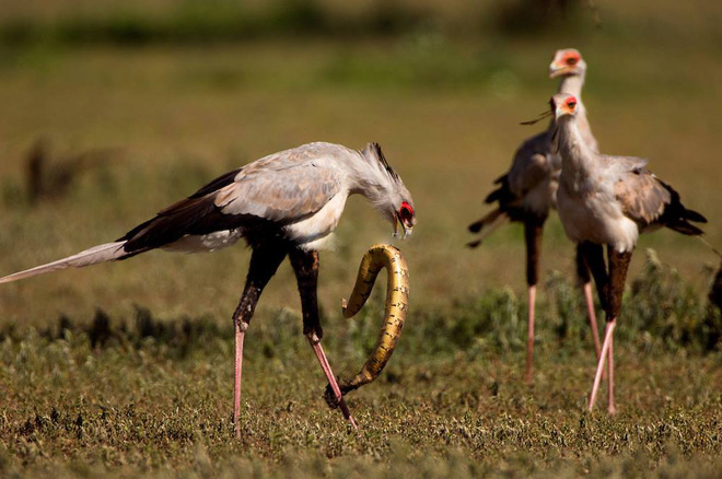 The ultimate snake surgery of the tall bird is called the 'Taekwondo ...