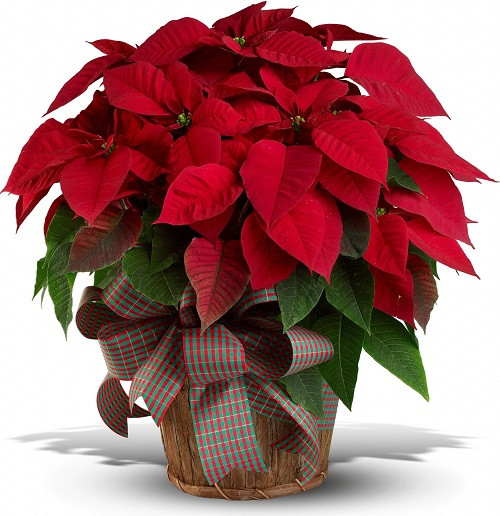 The unique flower arrangement patterns to discuss the Tet festival's day and fortune Picture 12