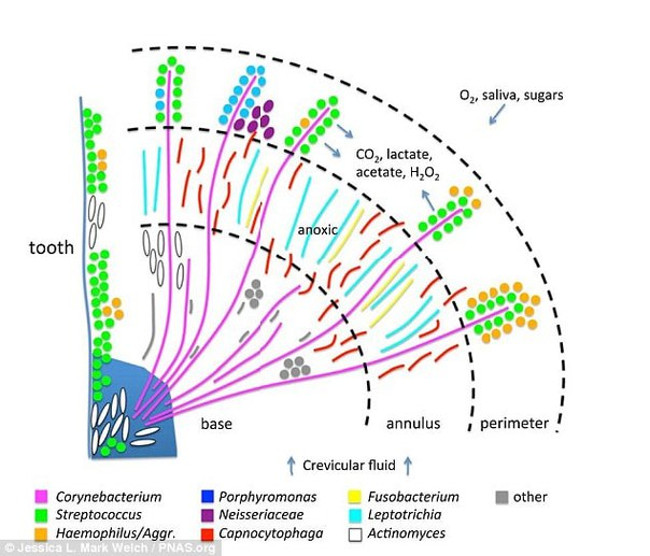 The world of microbes shimmering and fantasy on your teeth Picture 4