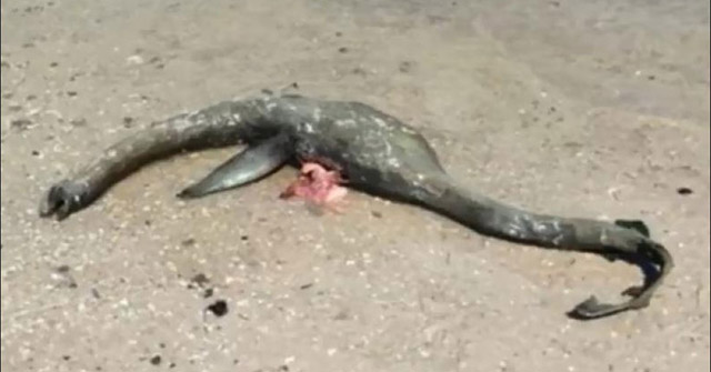 The wreck of marine life is like the Loch Ness monster floating on the coast of Georgia Picture 1