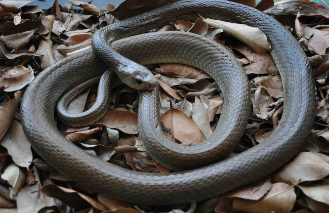 There are 50 venomous snakes, this is the most unique snake on the planet Picture 8