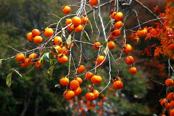 There are many types of anti-cancer fruits in Vietnam that few people pay attention to Picture 4