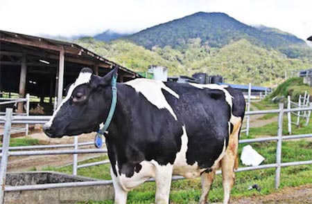 These cows have experienced 5G, while humans have not yet! Picture 3