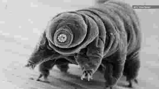 These tiny creatures crossed the 384,400km route from the earth and are landing on the moon Picture 3