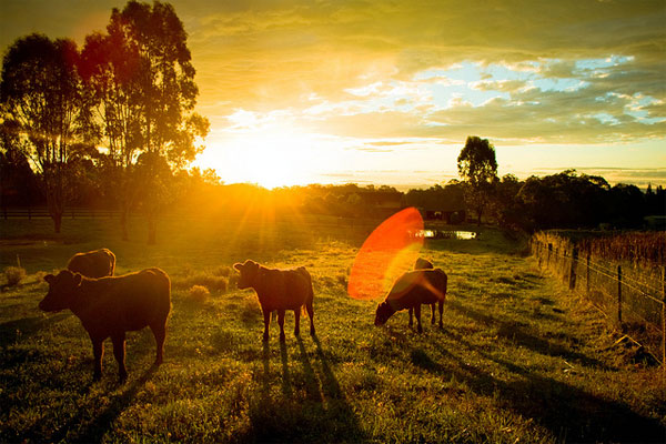 Things to know about golden time in photography Picture 1