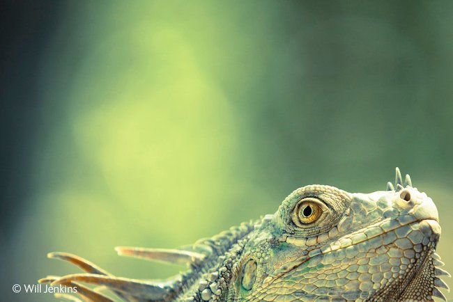 Things you may not know about lizards Picture 1
