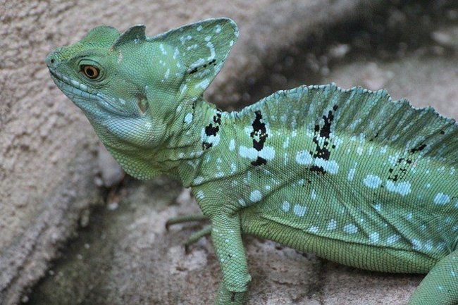 Things you may not know about lizards Picture 4