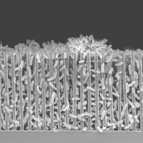 This is how humans can build life from nothing on Mars Picture 1
