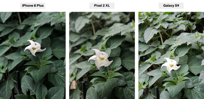 This is the best champion of virtual virtual fonts in smartphones, not Apple or Samsung Picture 3