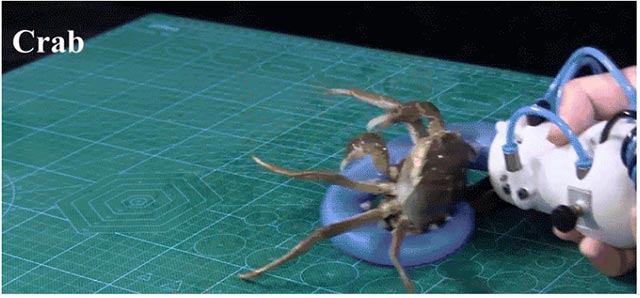 This 'octopus' robot arm can stick to almost any object Picture 1