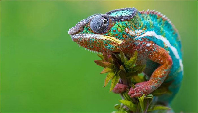 Three new species of geckos were discovered in Central Africa Picture 1