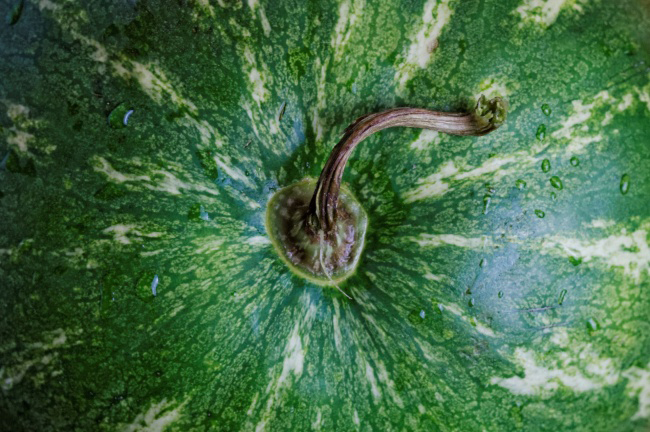 Tips for choosing good watermelon: experience from a long-time farmer Picture 5