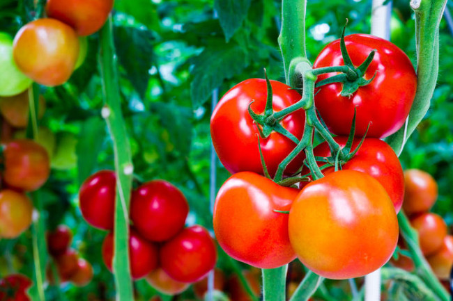 Tomato fruit and 11 surprisingly interesting facts that not everyone knows Picture 1