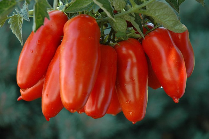 Tomato fruit and 11 surprisingly interesting facts that not everyone knows Picture 2