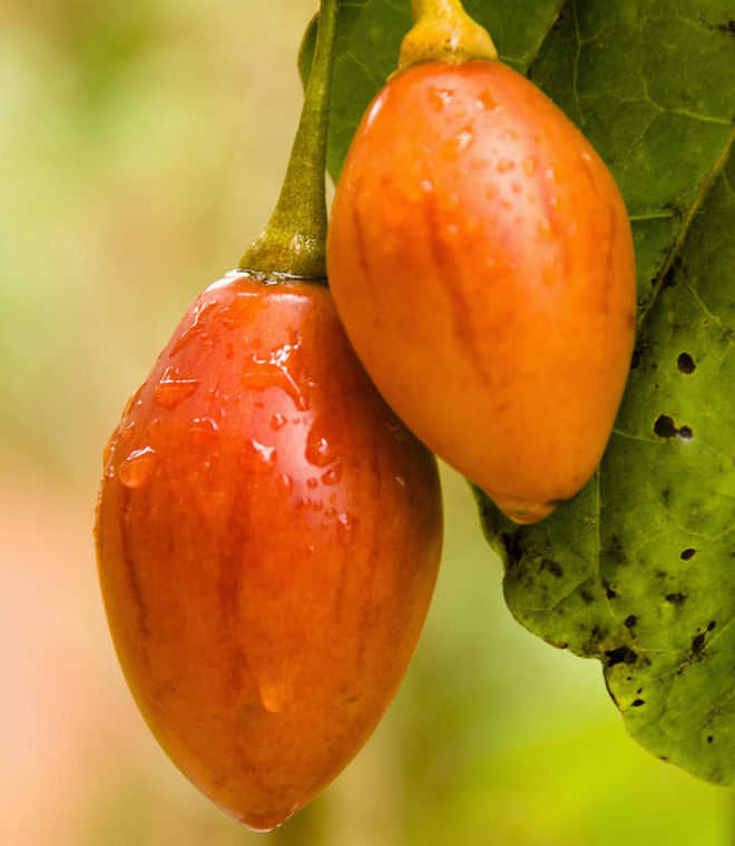 Tomato fruit and 11 surprisingly interesting facts that not everyone knows Picture 4