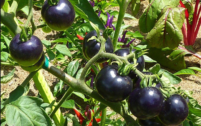 Tomato fruit and 11 surprisingly interesting facts that not everyone knows Picture 5