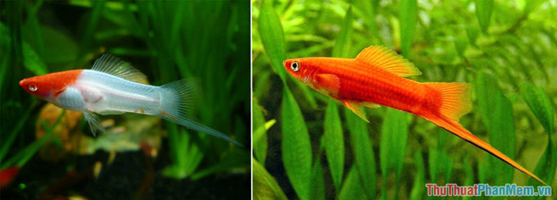 Top 10 most beautiful and easiest aquarium fish Picture 10