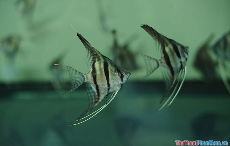 Top 10 most beautiful and easiest aquarium fish Picture 11