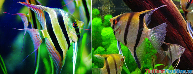 Top 10 most beautiful and easiest aquarium fish Picture 12