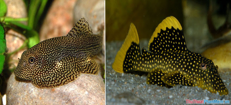 Top 10 most beautiful and easiest aquarium fish Picture 15