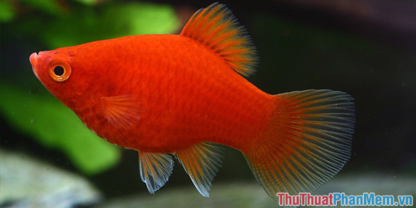 Top 10 most beautiful and easiest aquarium fish Picture 20
