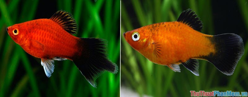 Top 10 most beautiful and easiest aquarium fish Picture 21