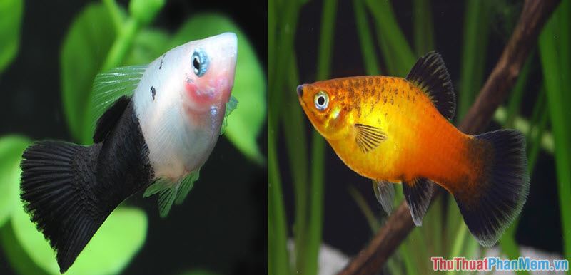 Top 10 most beautiful and easiest aquarium fish Picture 22