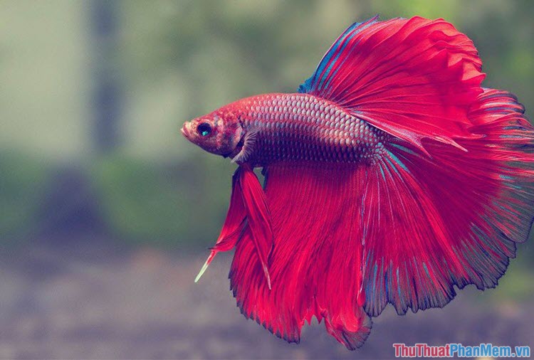 Top 10 most beautiful and easiest aquarium fish Picture 23