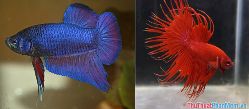 Top 10 most beautiful and easiest aquarium fish Picture 24