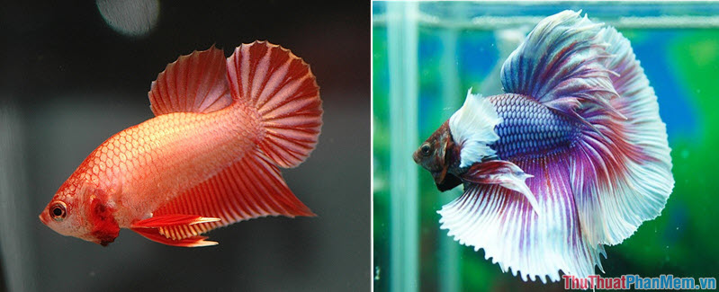 Top 10 most beautiful and easiest aquarium fish Picture 25