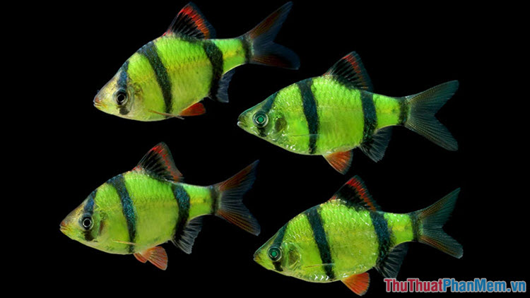 Top 10 most beautiful and easiest aquarium fish Picture 26