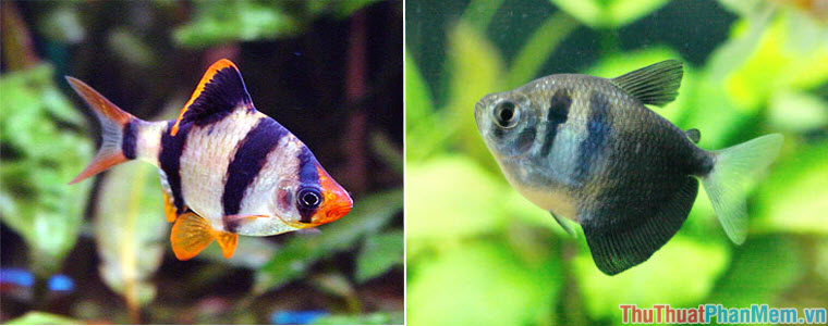 Top 10 most beautiful and easiest aquarium fish Picture 28