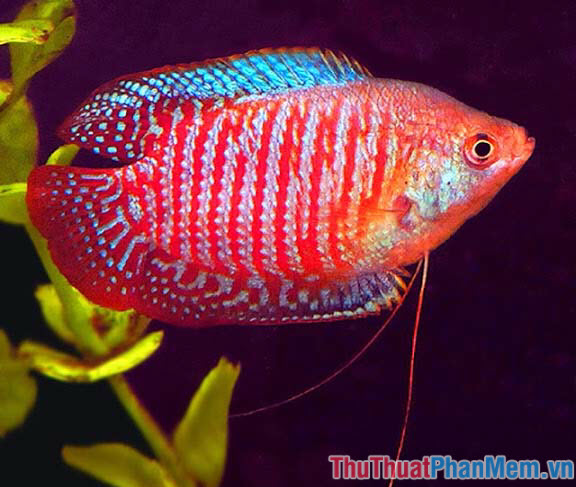 Top 10 most beautiful and easiest aquarium fish Picture 29