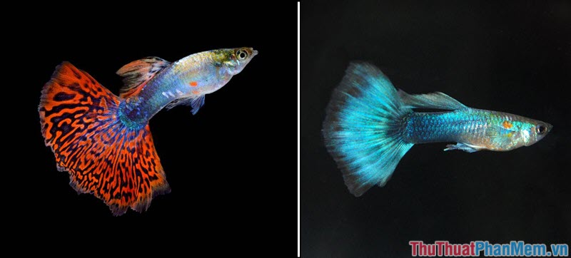 Top 10 most beautiful and easiest aquarium fish Picture 3