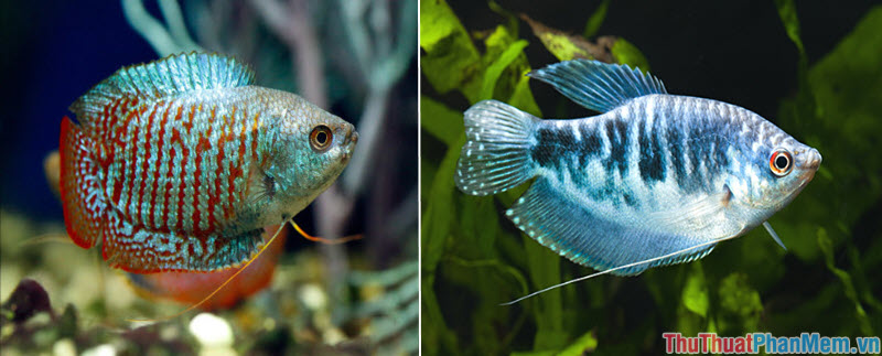 Top 10 most beautiful and easiest aquarium fish Picture 30